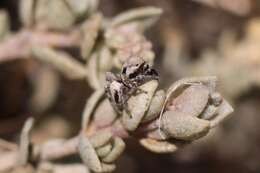 Image of Habronattus californicus (Banks 1904)