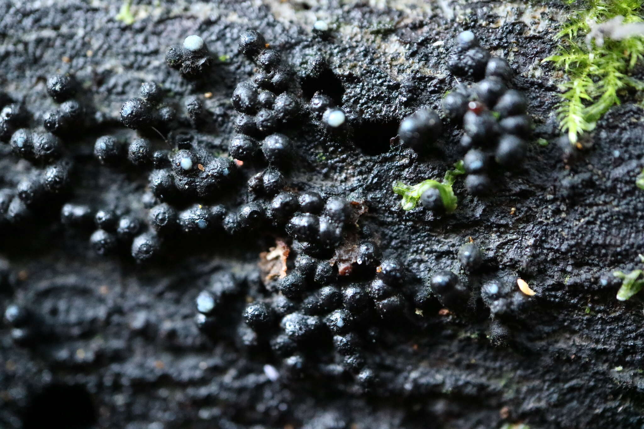 Image de Annulohypoxylon bovei (Speg.) Y. M. Ju, J. D. Rogers & H. M. Hsieh 2005