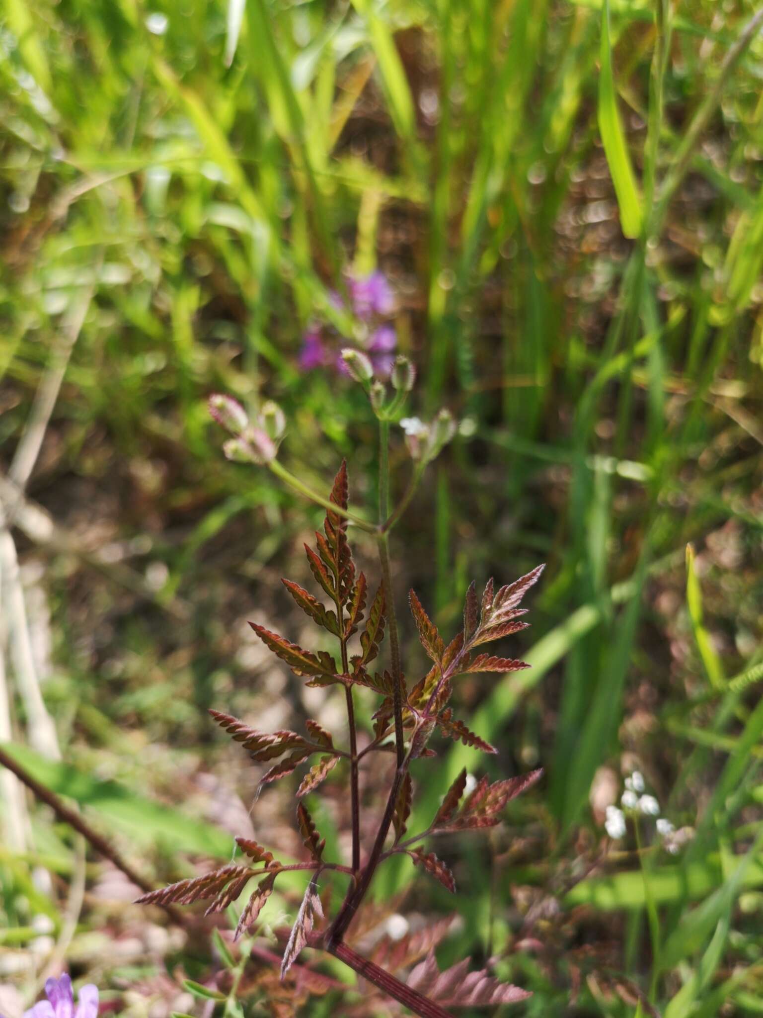 Image de Torilis scabra (Thunb.) DC.