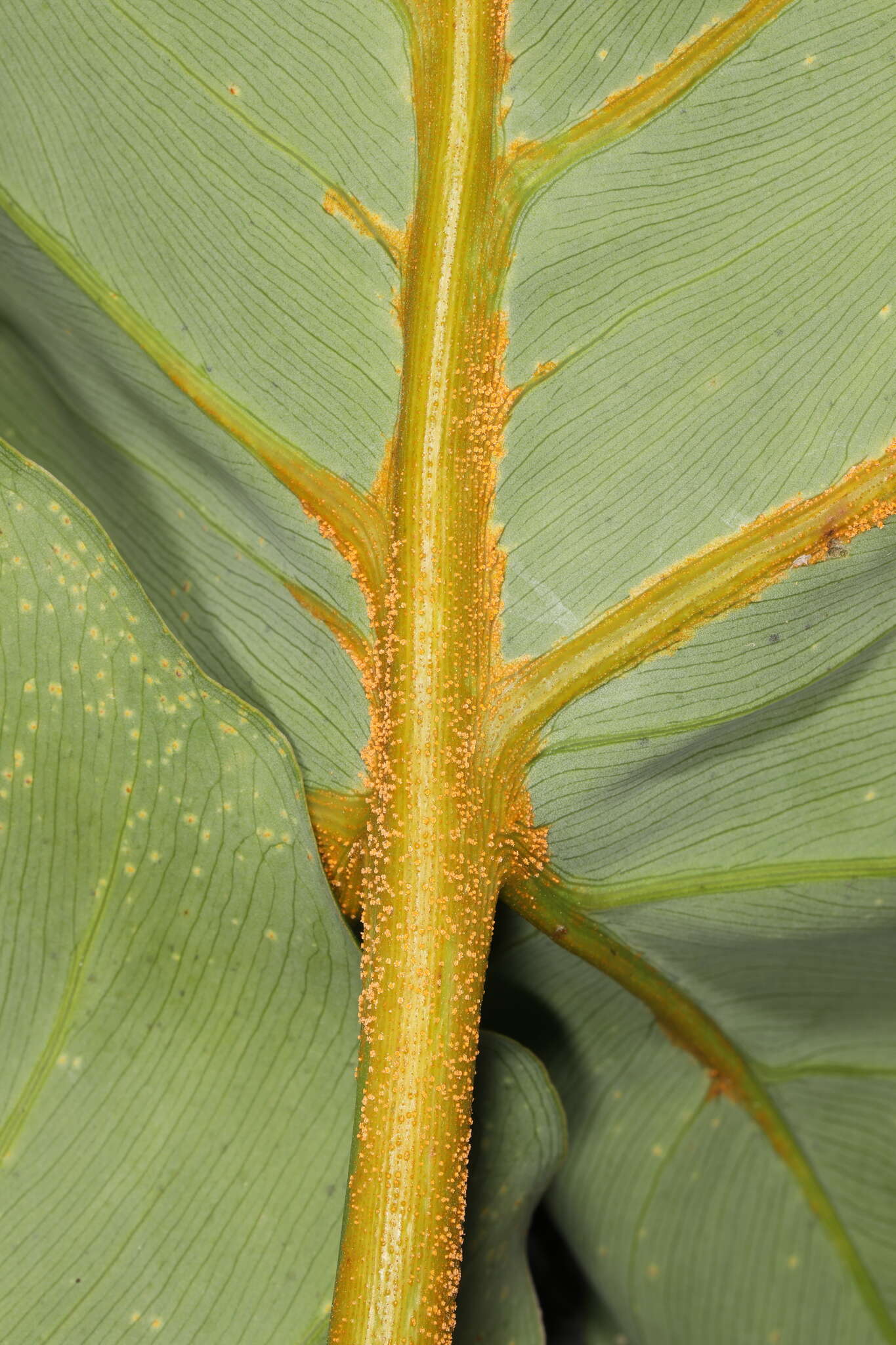 Image of Uromyces caladii (Schwein.) Farl. 1879