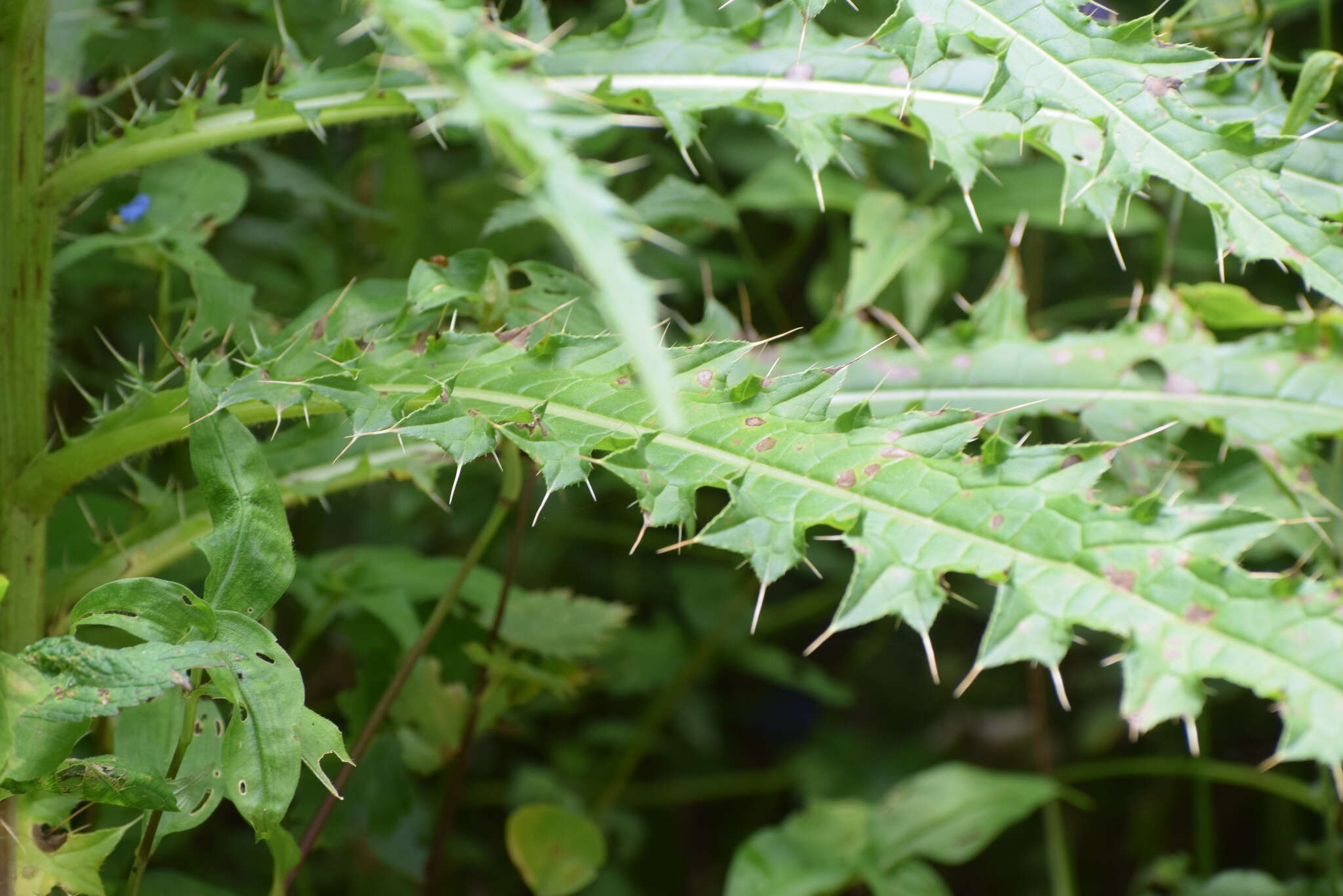 Image of Cirsium falconeri (Hook. fil.) Petr.