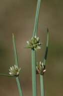 Слика од Cyperus laevigatus L.