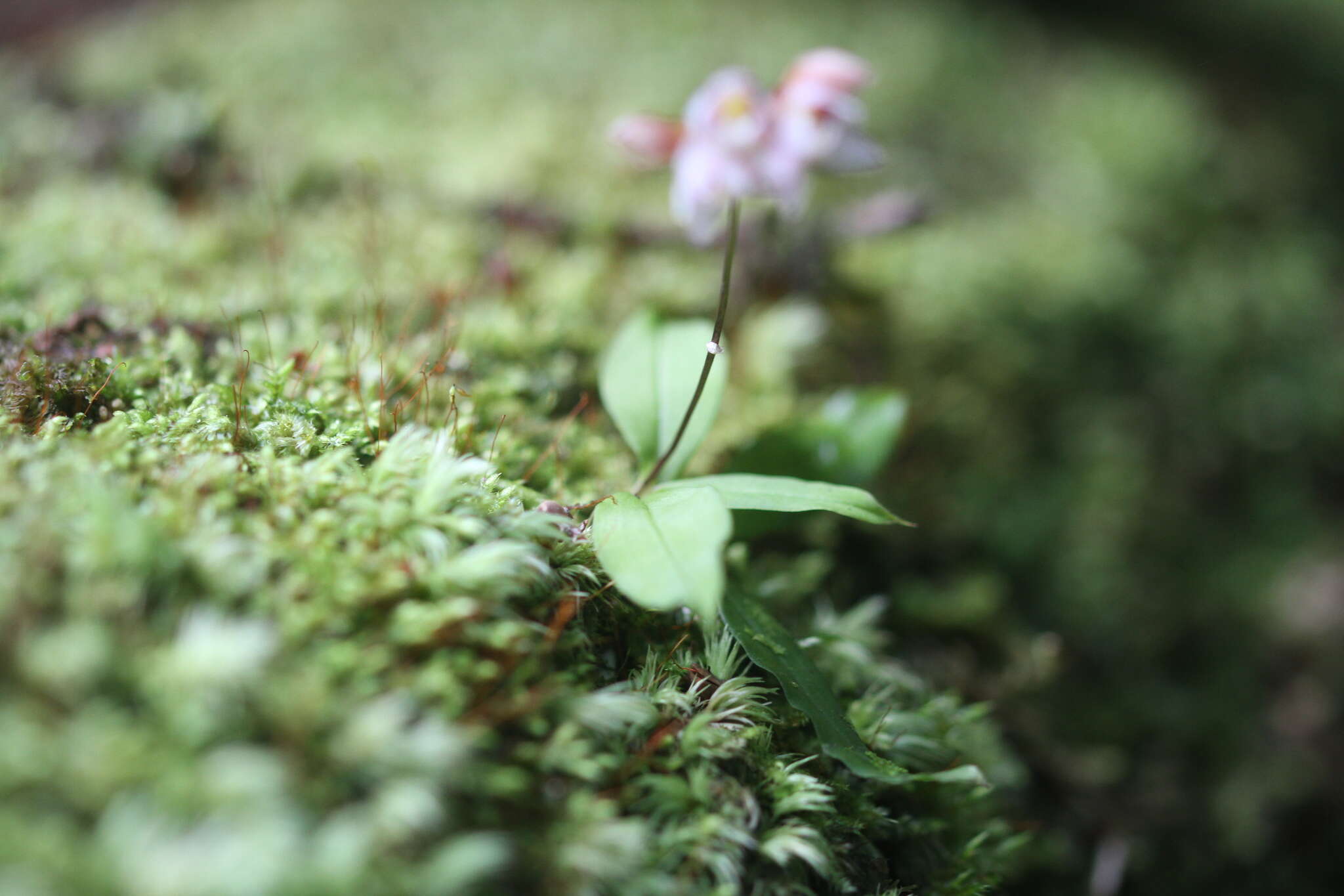 Imagem de Cheiradenia cuspidata Lindl.