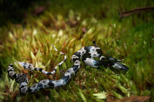 Image of Banded Wolf Snake