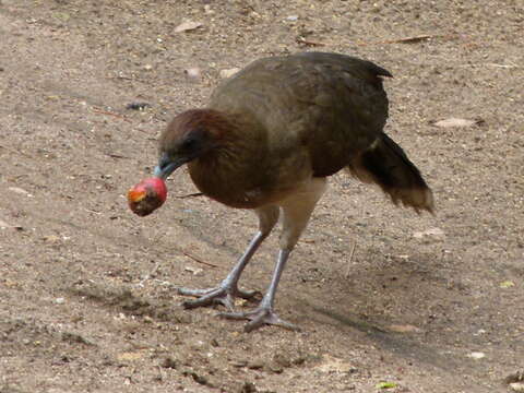 Image of Chestnut-winged Chachalaca