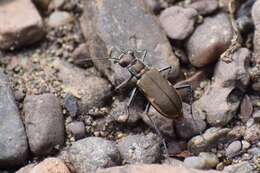 Image of Cobblestone Tiger Beetle