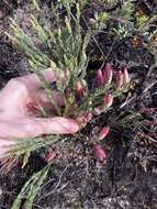 Image of Darwinia speciosa (Meissner) Benth.