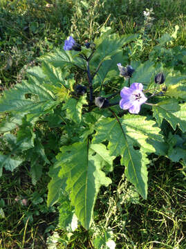 Image of nicandra