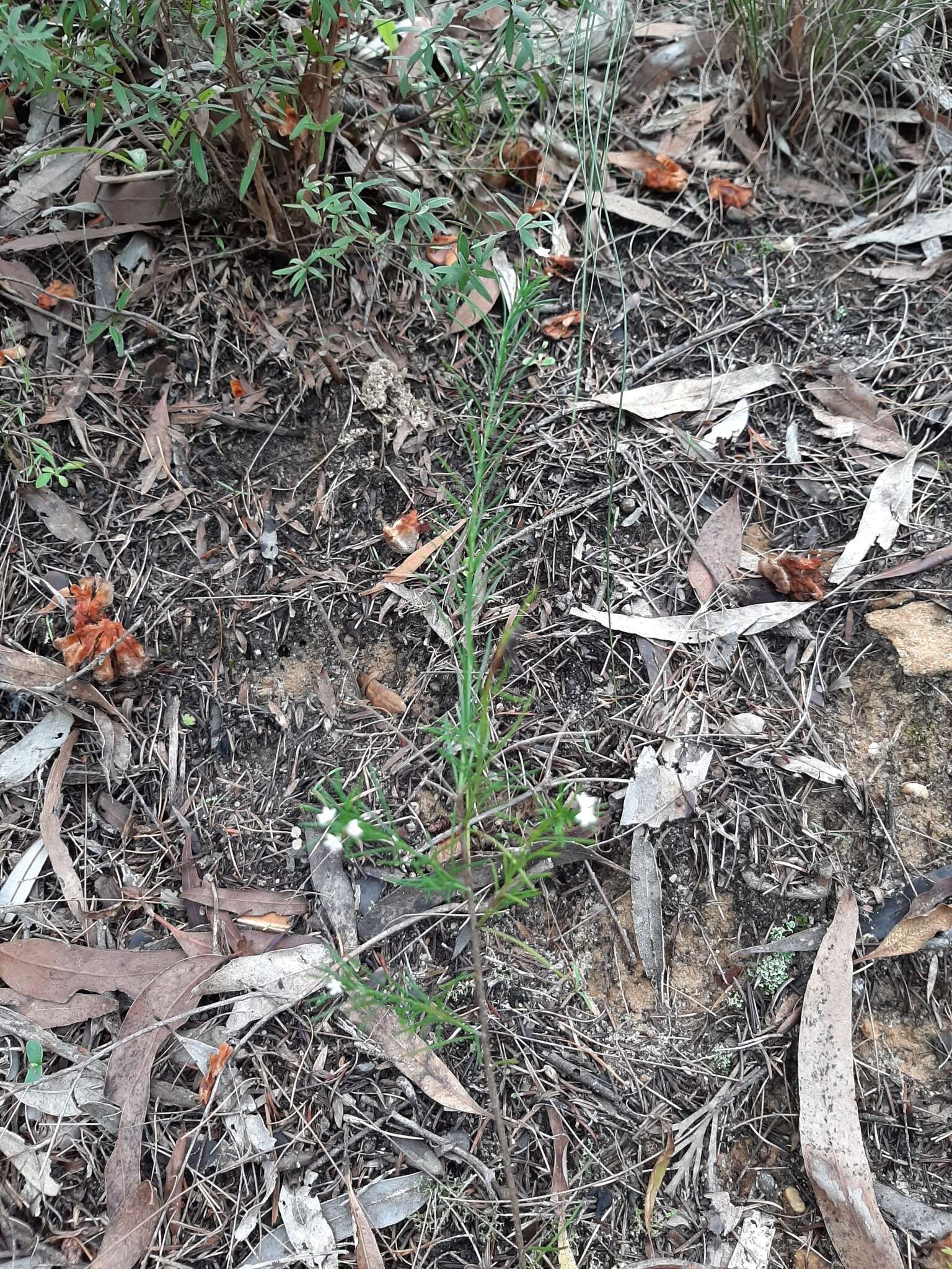 Imagem de Platysace linearifolia (Cav.) C. Norman