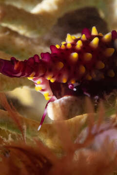 Image of Iredale's Spindle Cowrie