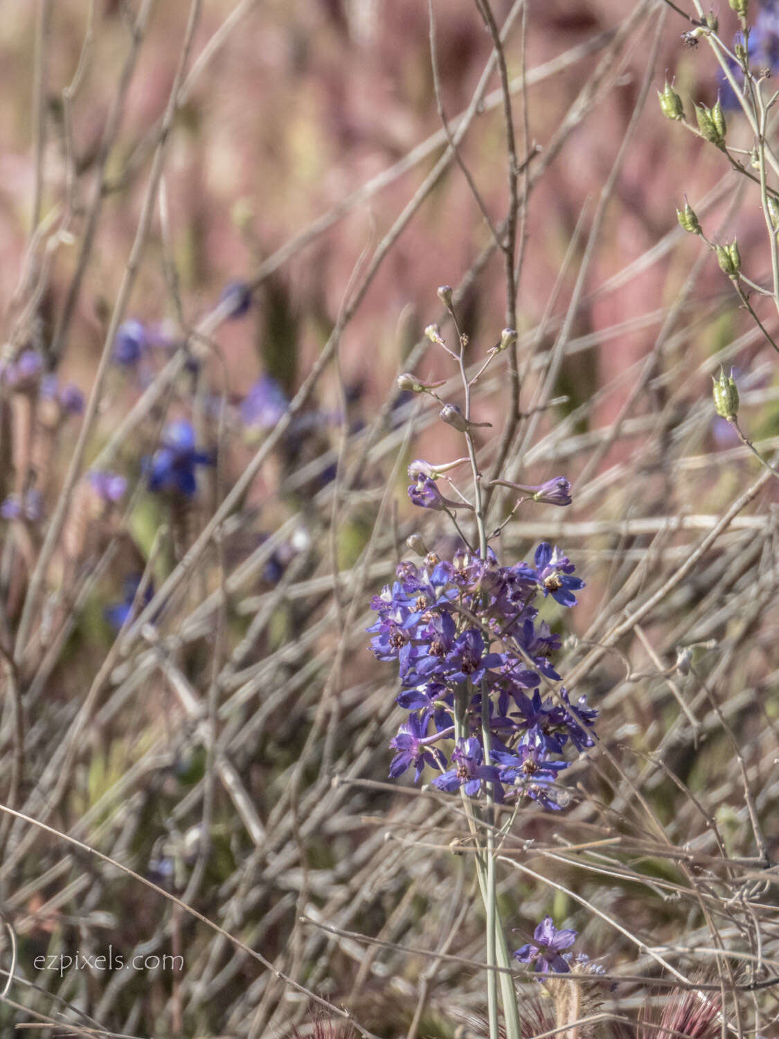 Delphinium scaposum Greene的圖片