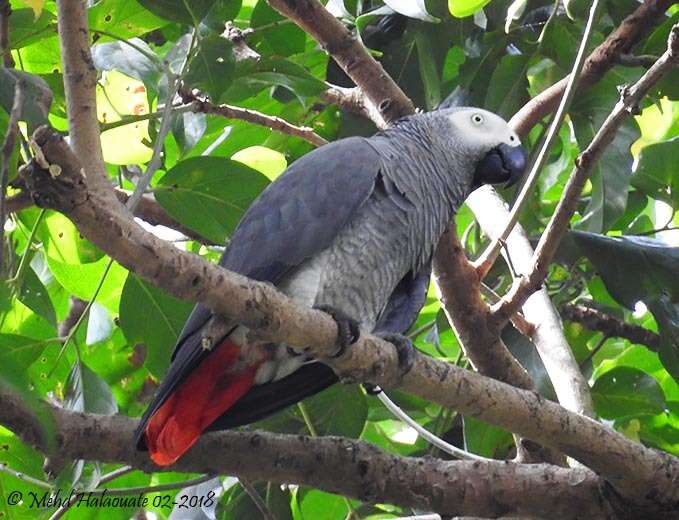 Image de Psittacus Linnaeus 1758