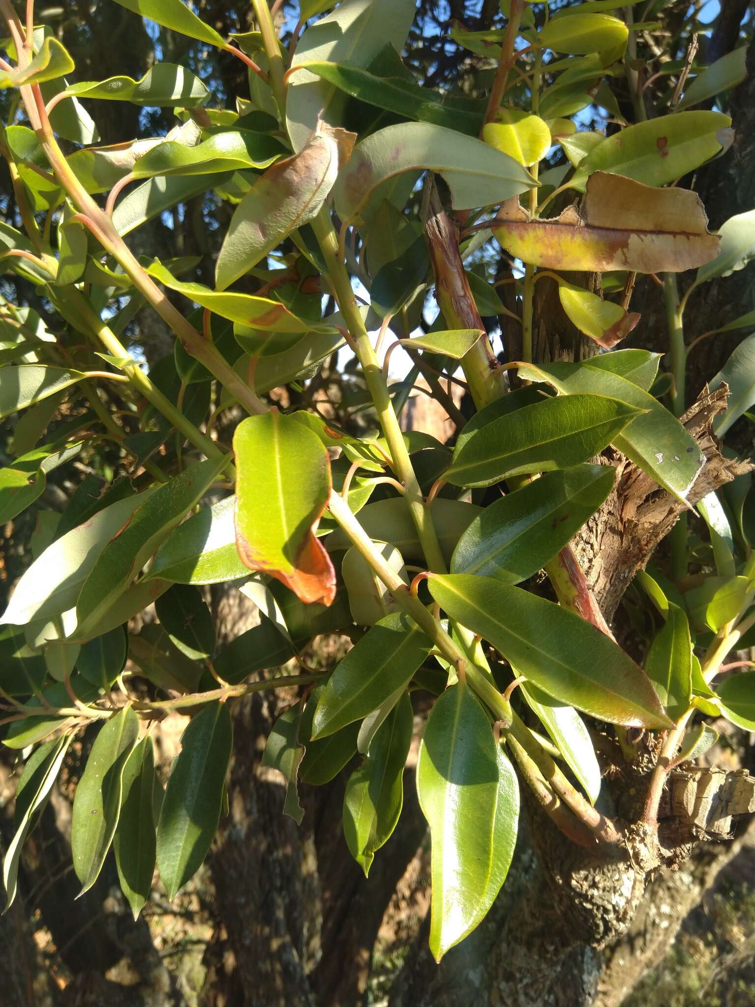 Image of Agarista salicifolia (Lam.) G. Don