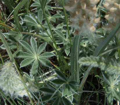 Image of Anthony Peak lupine