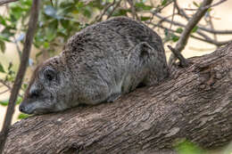 Image of Tree hyrax