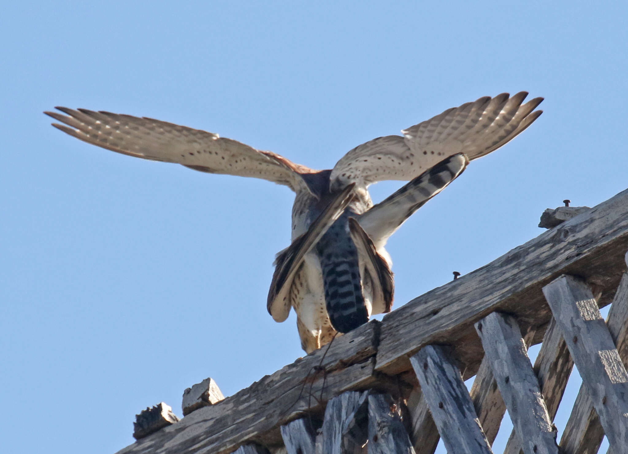 Image of Madagascar Kestrel