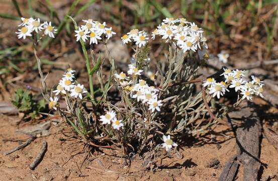 Imagem de Rhodanthe corymbiflora (Schltdl.) P. G. Wilson