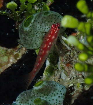 Image of Prasites pygmy goby