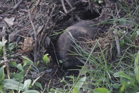 Image of Water Voles