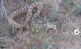 صورة Pituophis catenifer deserticola Stejneger 1893