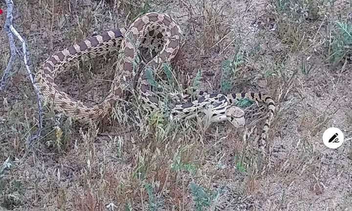 صورة Pituophis catenifer deserticola Stejneger 1893