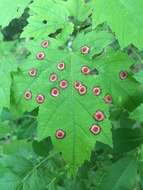 Image of Ocellate Gall Midge