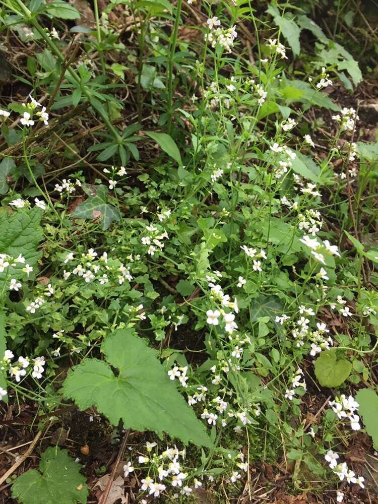 Image of Arabidopsis halleri (L.) O'Kane & Al-Shehbaz