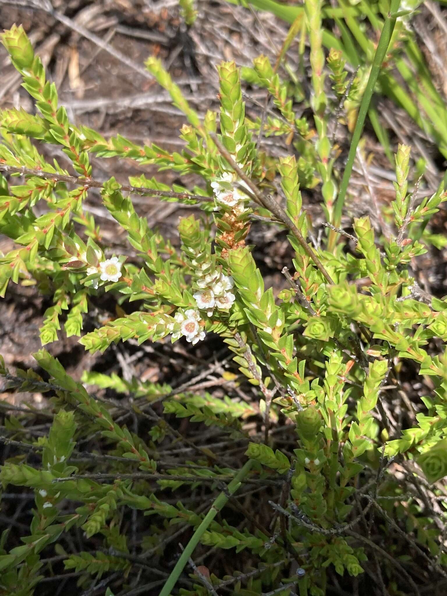 Image of Baeckea diosmifolia Rudge