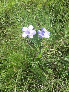 صورة Ruellia nudiflora var. nudiflora