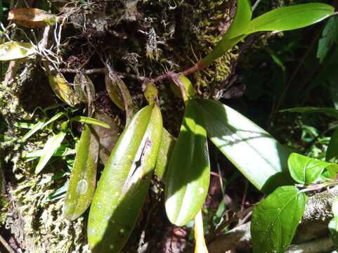 Image of Bulbophyllum occultum Thouars