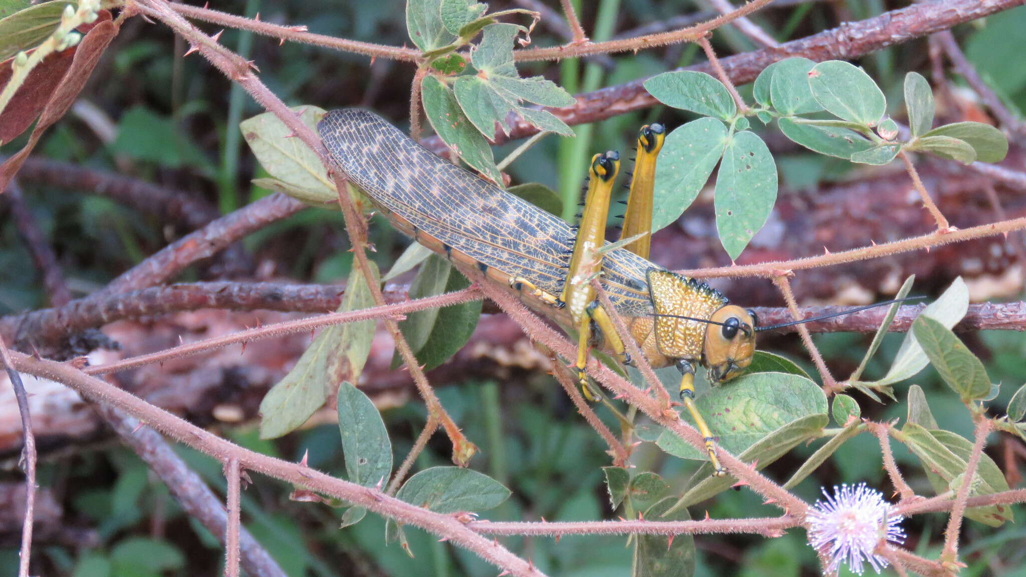 Image of Tropidacris cristata dux (Drury 1770)