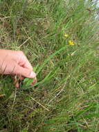 Image of golden blue-eyed grass