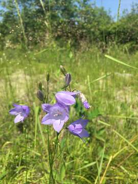 Image de Campanula giesekiana Vest ex Schult.