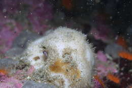 Image of thick white horny sponge