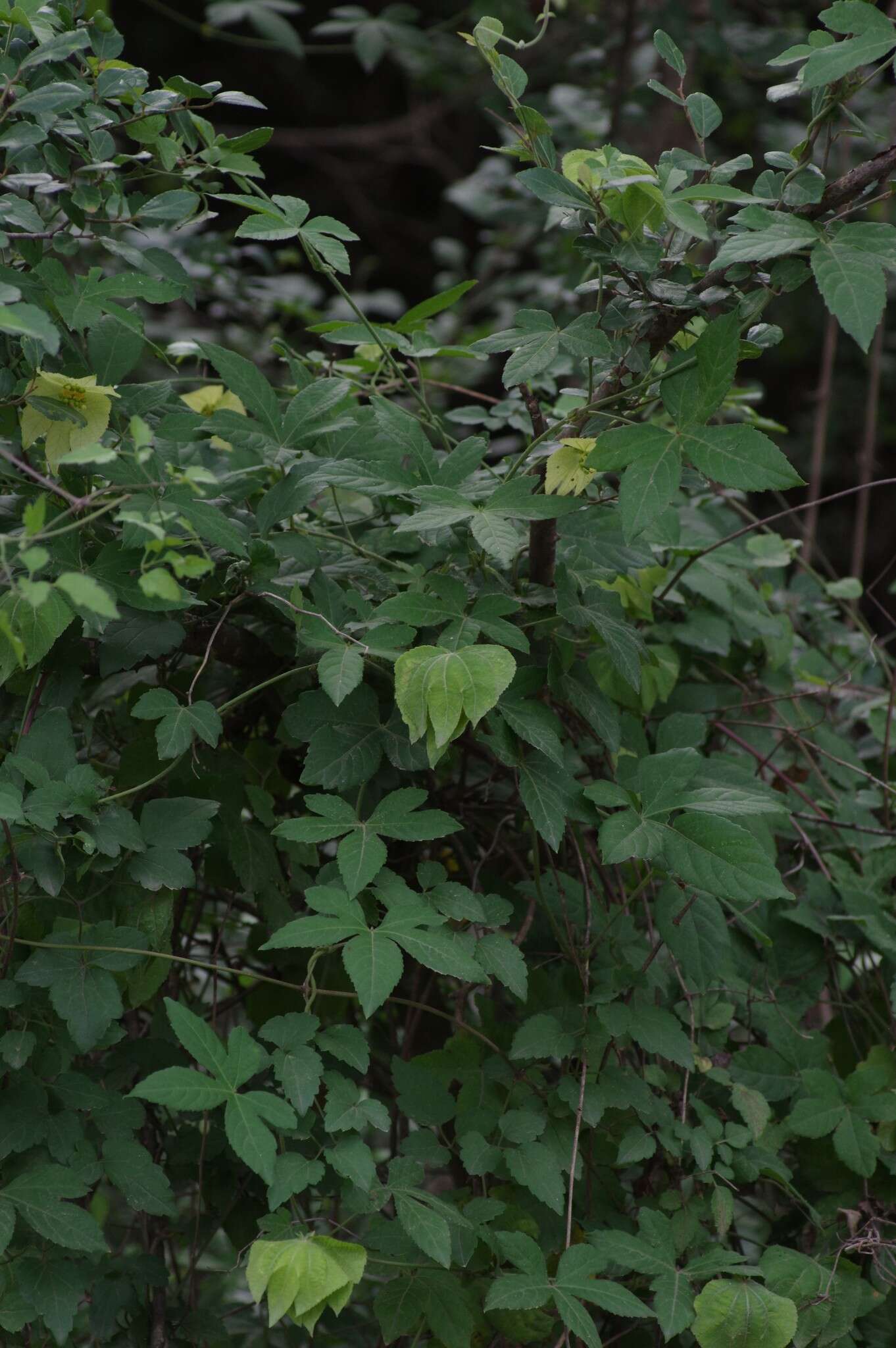 Image of Dalechampia capensis A. Spreng.