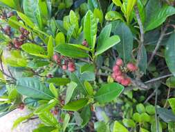 Image of Ficus variolosa Lindl. ex Benth.