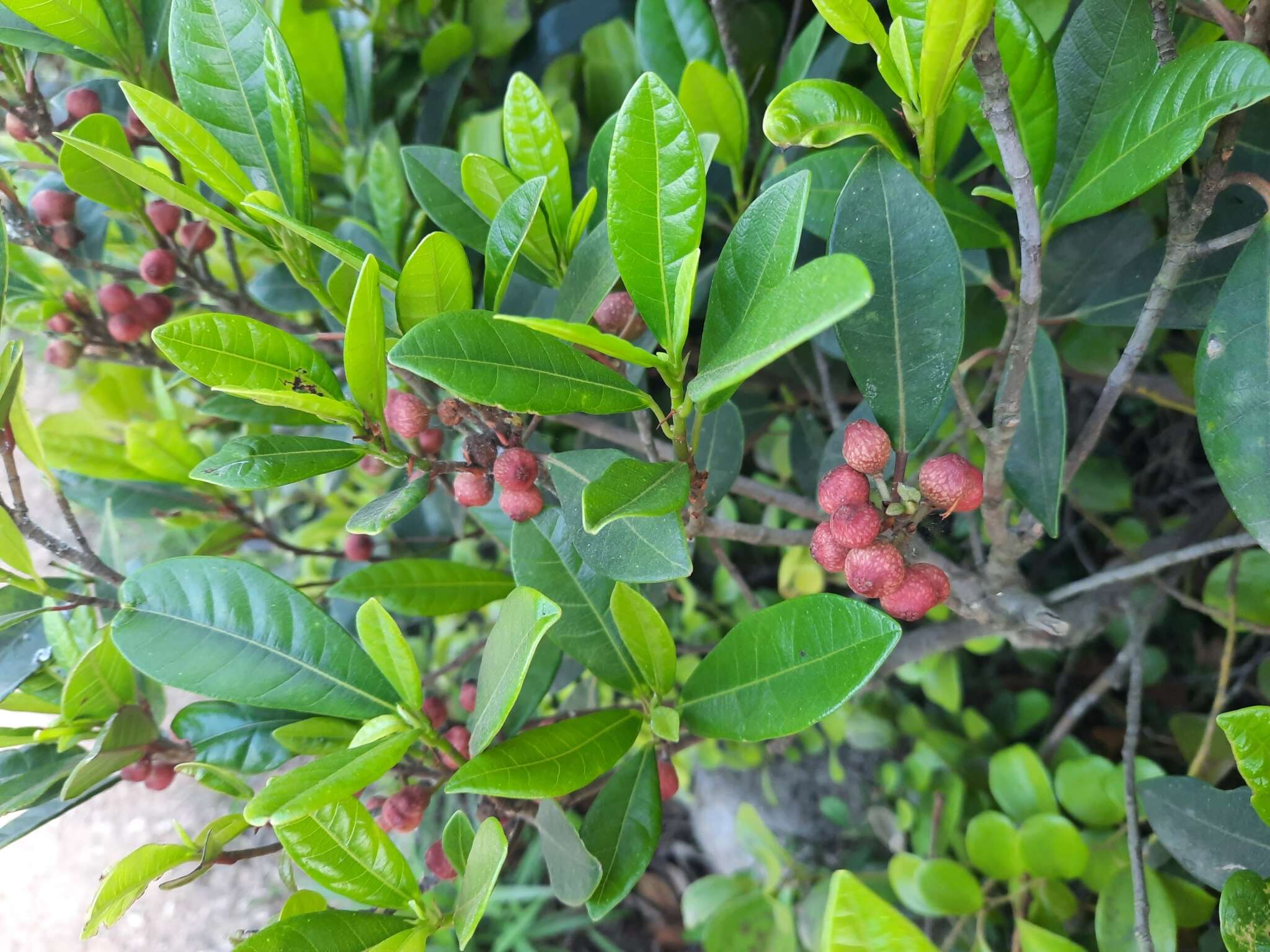 Image of Ficus variolosa Lindl. ex Benth.