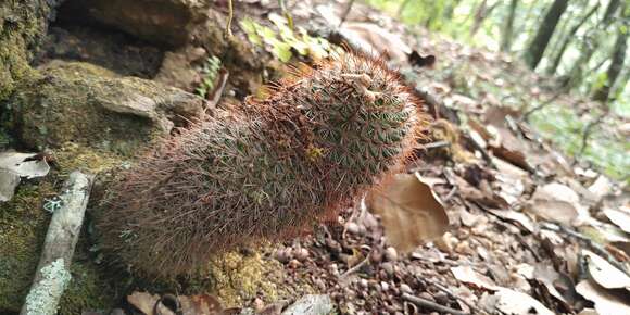 Image de Mammillaria rekoi (Britton & Rose) Vaupel