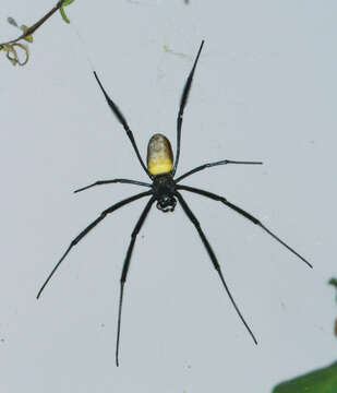 Image of Trichonephila fenestrata (Thorell 1859)