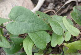 Dioscorea burchellii Baker的圖片