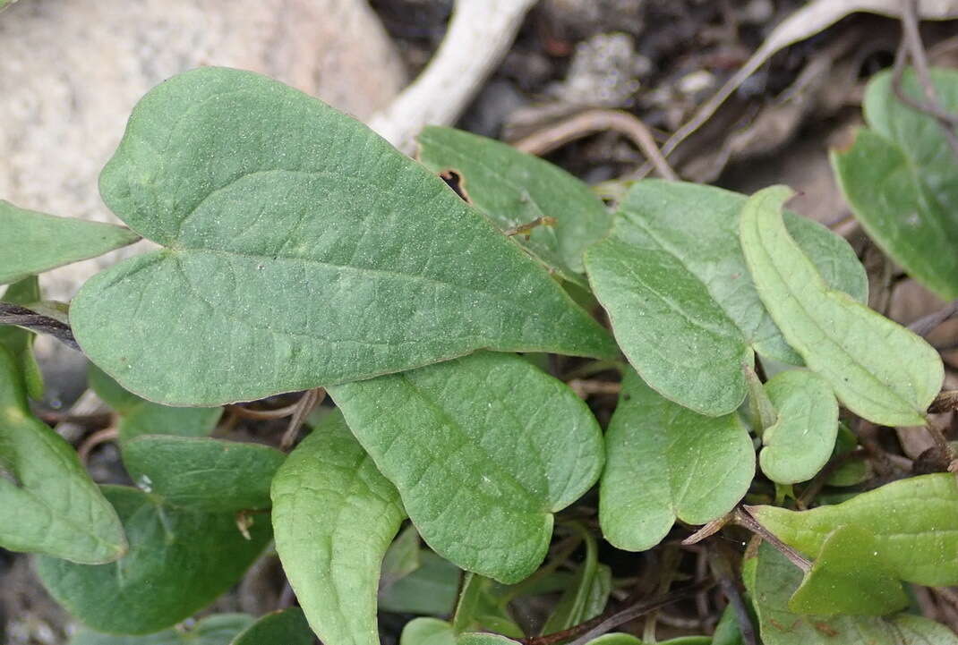 صورة Dioscorea burchellii Baker