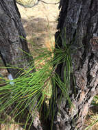 Image of Marsh Pine