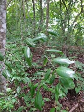 Image of Agonandra racemosa (DC.) Standl.