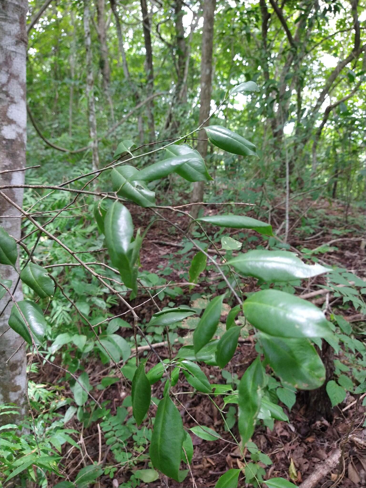 Image of Agonandra racemosa (DC.) Standl.