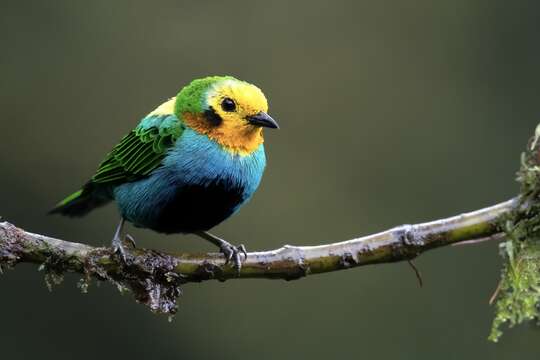 Imagem de Chlorochrysa nitidissima Sclater & PL 1874