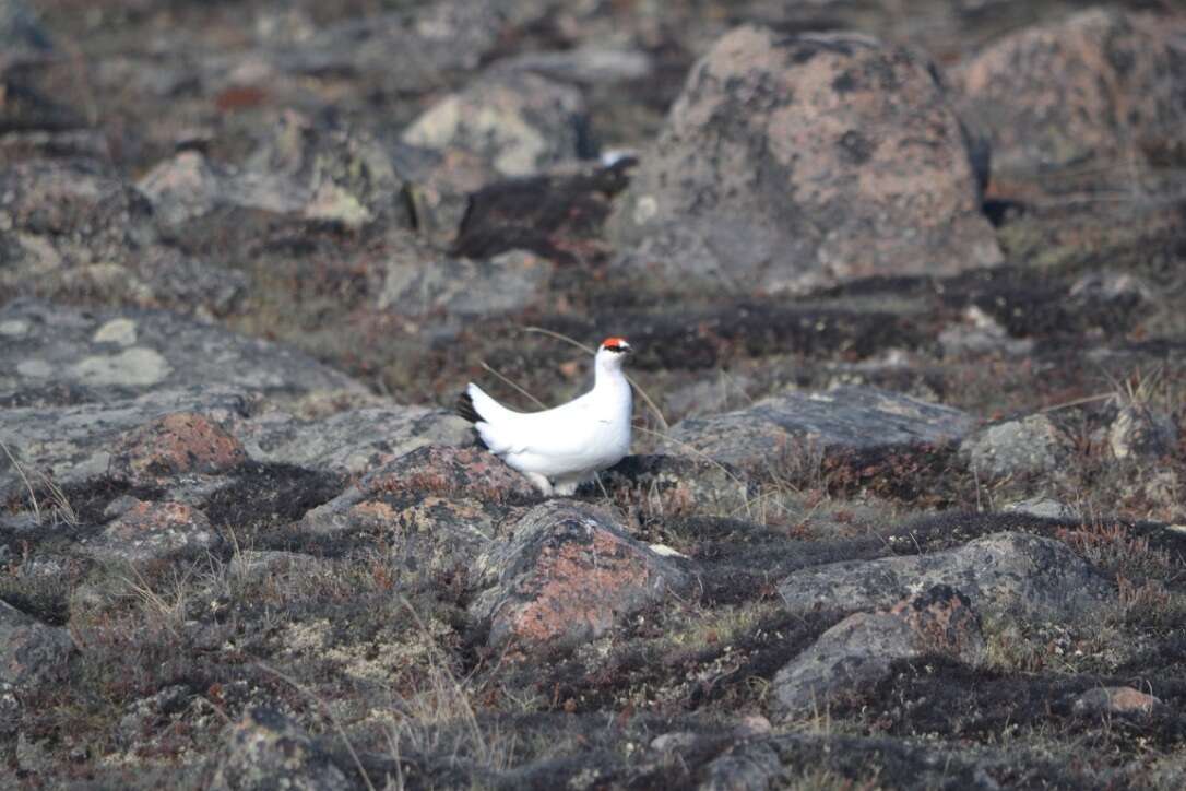 Image of Ptarmigan