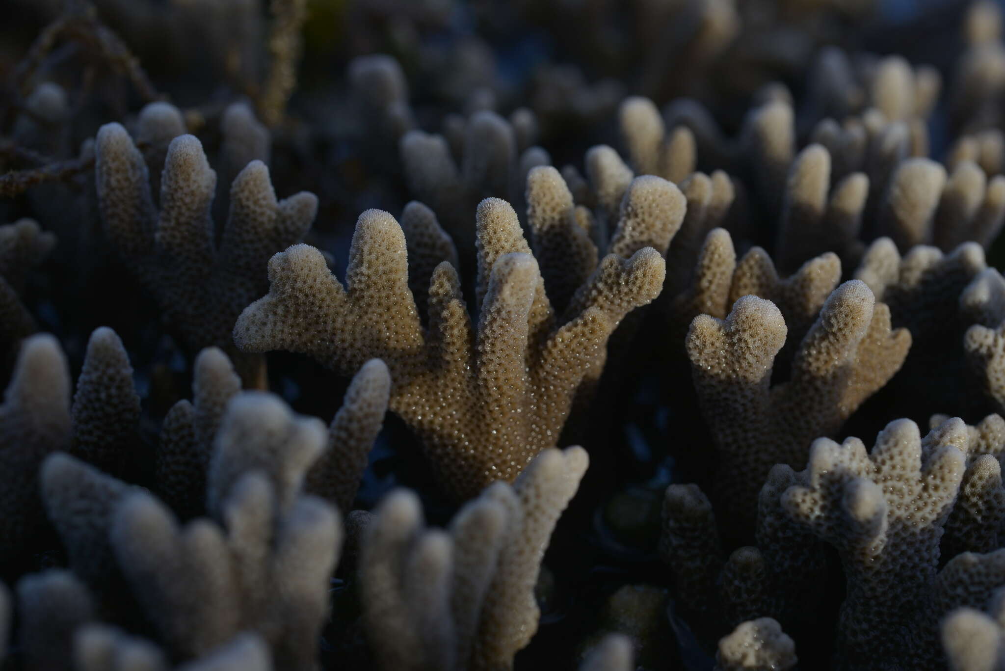 Image de Montipora digitata (Dana 1846)