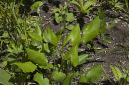 Image of Ligularia calthifolia Maxim.