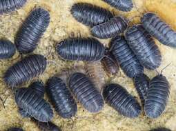 Image of Armadillidium pallasii Brandt 1833