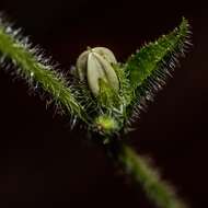 Image of Campanula peregrina L.